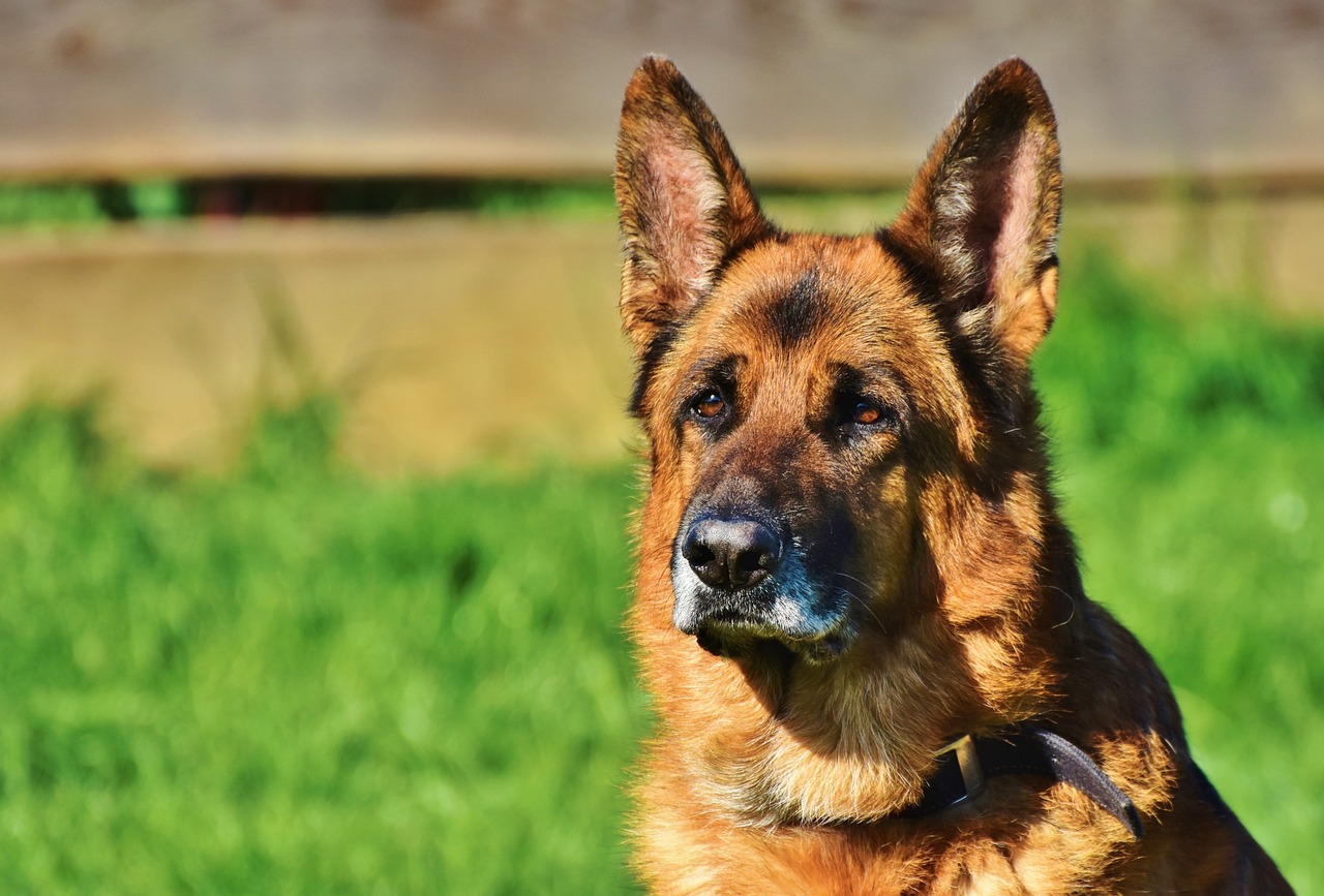 shepherd dog, guard dog, dog-3835118.jpg